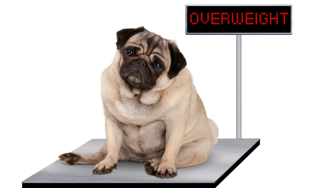overweight pets