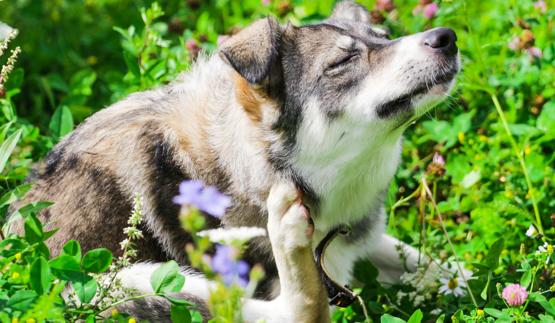 Does Your Dog Have Allergies Dr Jacobs DVM CVC BSC Veterinarian 
